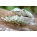 Large White Pieris brassicae 10 larvae